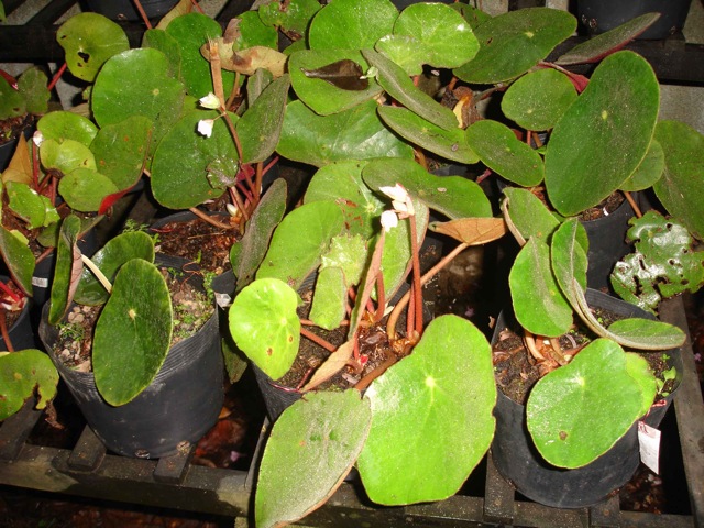B. leopoldinensis